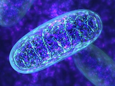 I mitocondri e la flessibilità metabolica